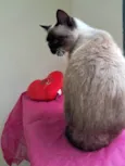 Tamara