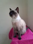 Tamara