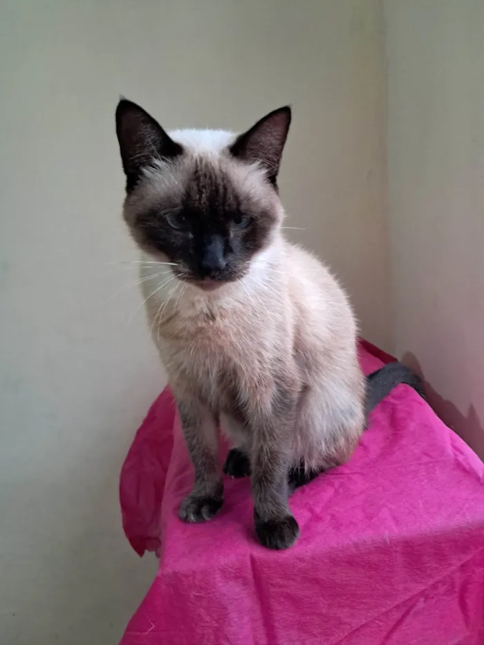 Gato ra a SRD-ViraLata idade 2 anos nome Tamara 