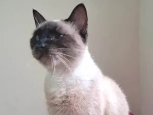 Gato raça SRD-ViraLata idade 2 anos nome Tamara 