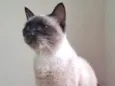 Tamara