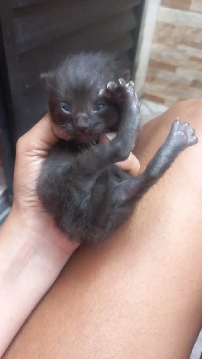 Gato ra a SRD-ViraLata idade Abaixo de 2 meses nome 3 Gatinhos filhotes para adoção 