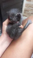 3 Gatinhos filhotes para adoção