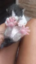 3 Gatinhos filhotes para adoção