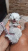3 Gatinhos filhotes para adoção