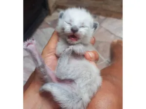 Gato raça SRD-ViraLata idade Abaixo de 2 meses nome 3 Gatinhos filhotes para adoção 