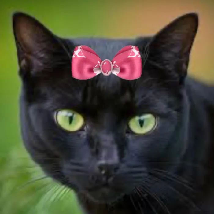 Gato ra a SRD-ViraLata idade 7 a 11 meses nome Rubi 