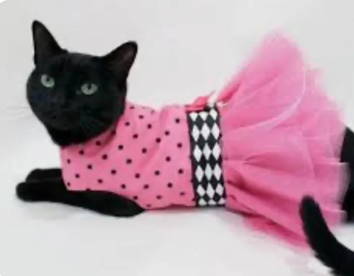 Gato ra a SRD-ViraLata idade 7 a 11 meses nome Rubi 