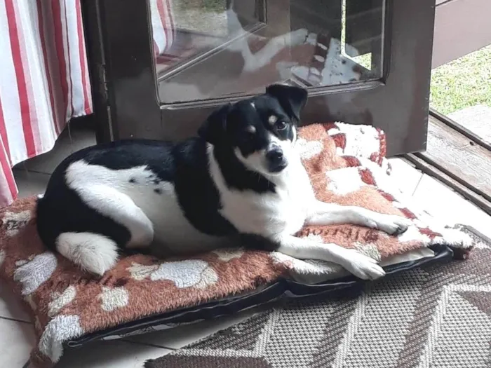 Cachorro ra a SRD-ViraLata idade 4 anos nome AMORA