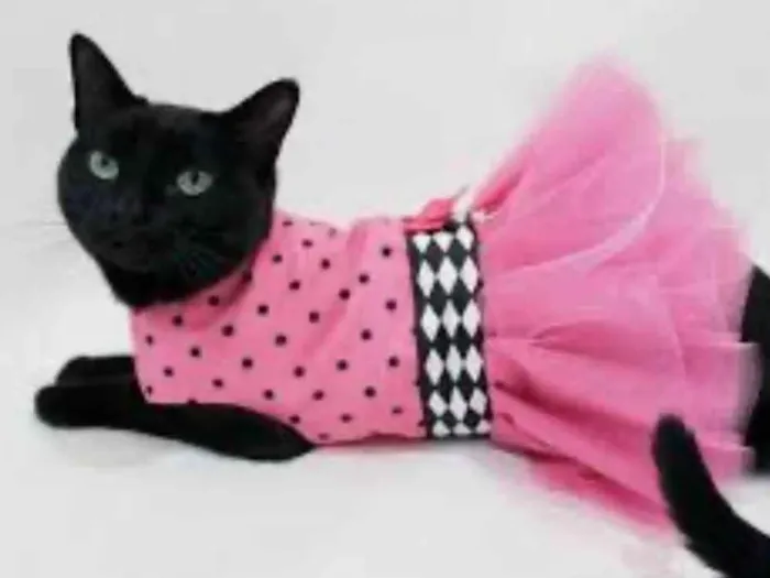 Gato ra a SRD-ViraLata idade 7 a 11 meses nome Rubi 