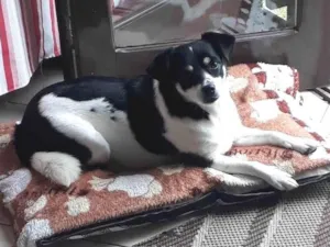 Cachorro raça SRD-ViraLata idade 4 anos nome AMORA