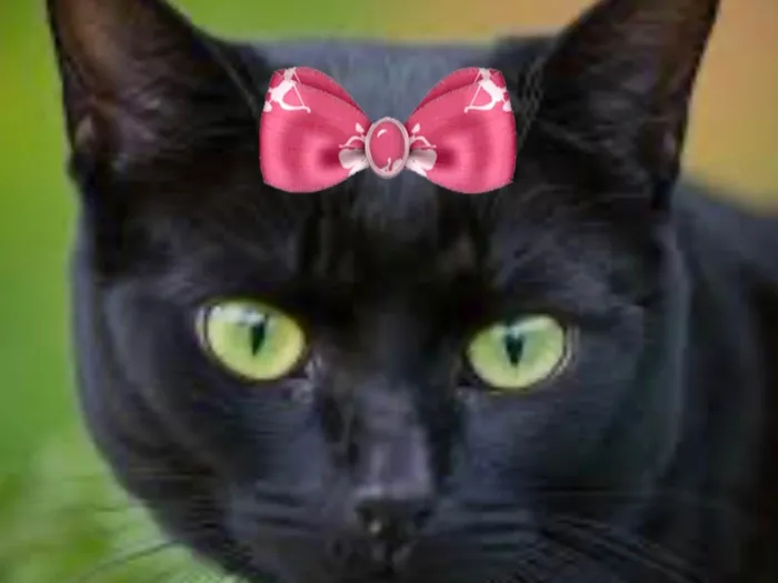 Gato ra a SRD-ViraLata idade 7 a 11 meses nome Rubi 