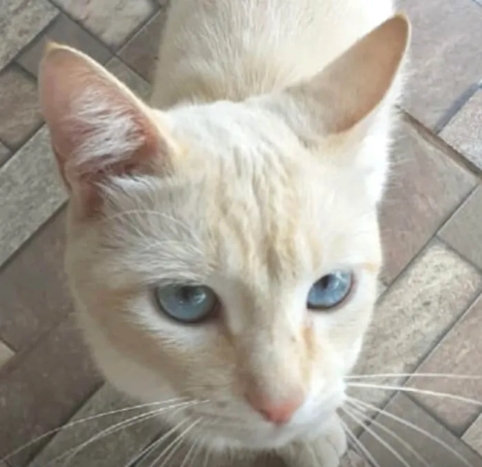 Gato ra a SRD-ViraLata idade 7 a 11 meses nome Blue 