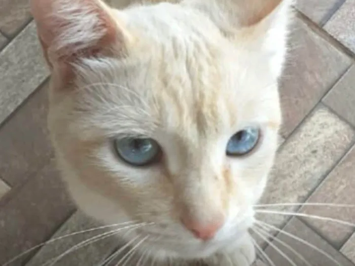 Gato ra a SRD-ViraLata idade 7 a 11 meses nome Blue 
