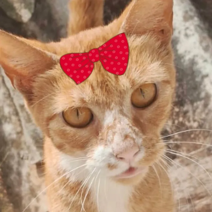 Gato ra a SRD-ViraLata idade 7 a 11 meses nome Mila 