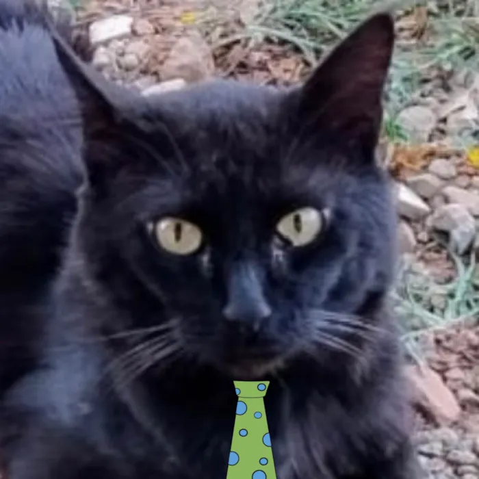Gato ra a SRD-ViraLata idade 7 a 11 meses nome Romeu 