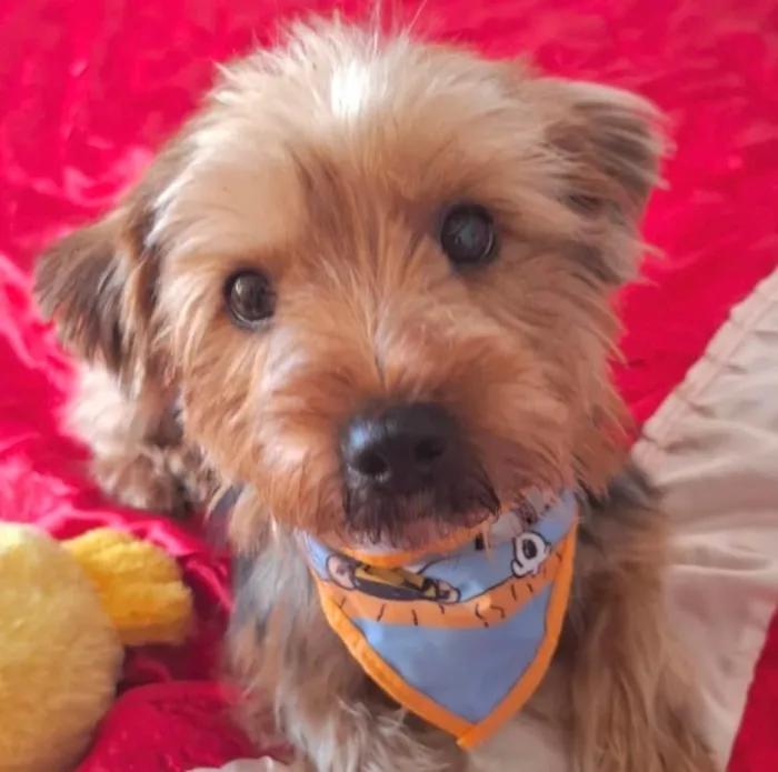 Cachorro ra a Yorkshire idade 2 anos nome Tom 