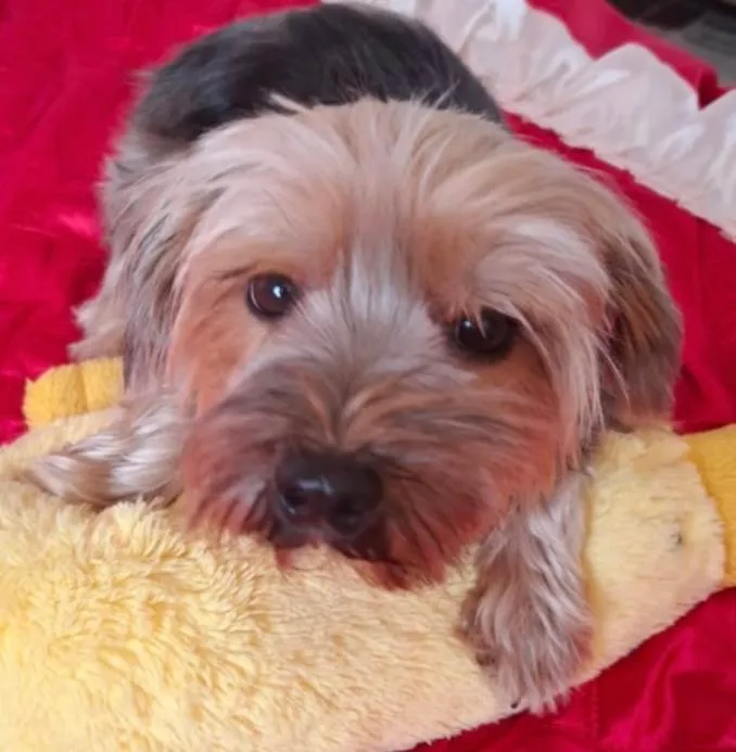 Cachorro ra a Yorkshire idade 1 ano nome Jerry 