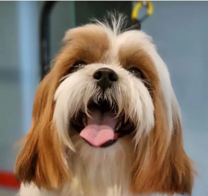 Cachorro ra a Shitzu idade 1 ano nome Bartolomeu 