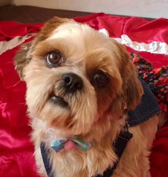Cachorro ra a Shitzu idade 2 anos nome Maria 
