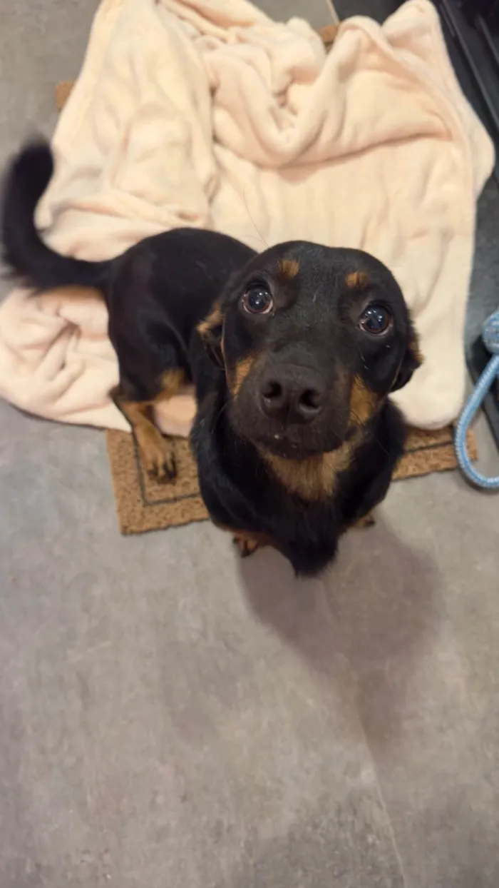 Cachorro ra a SRD-ViraLata idade 1 ano nome Luke