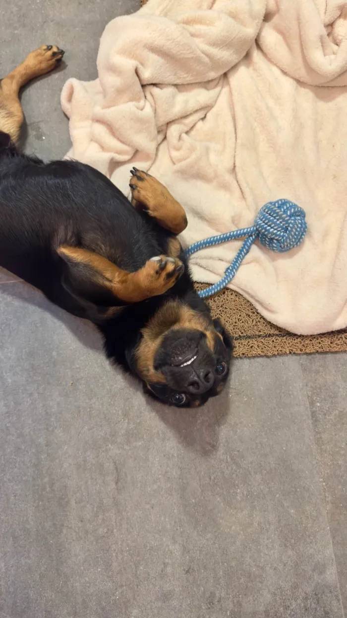 Cachorro ra a SRD-ViraLata idade 1 ano nome Luke