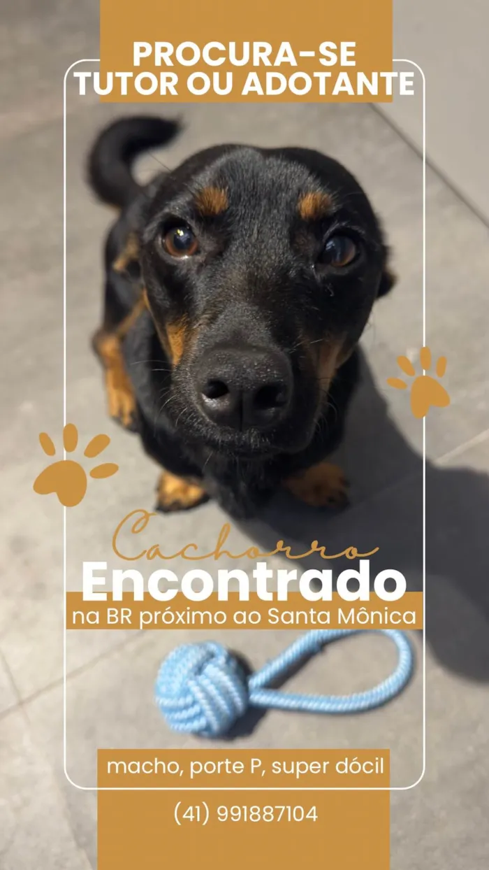 Cachorro ra a SRD-ViraLata idade 1 ano nome Luke