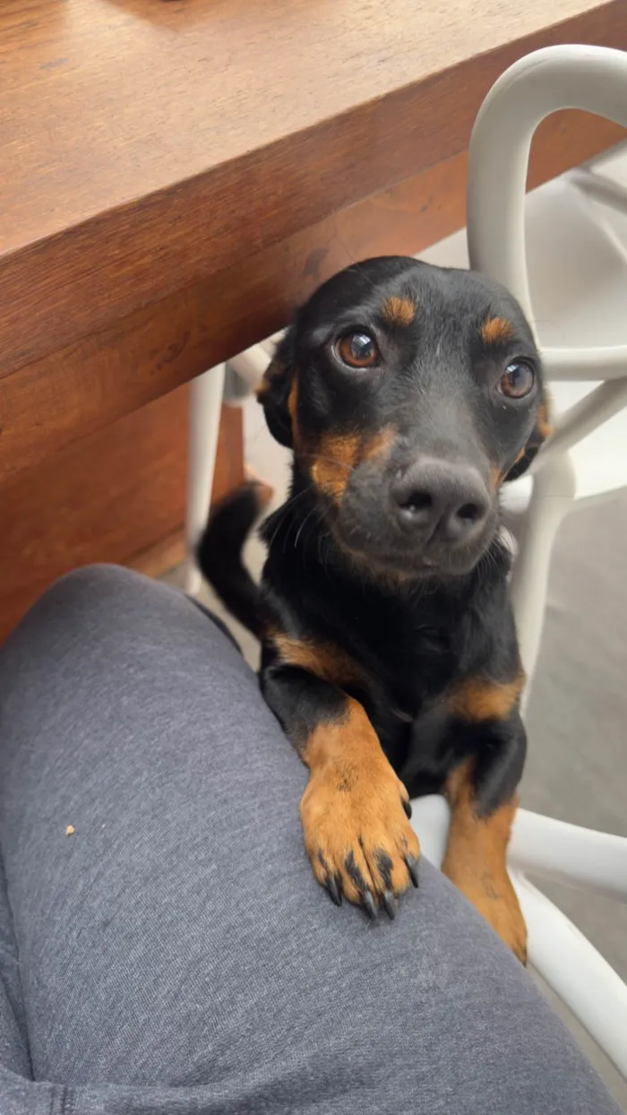 Cachorro ra a SRD-ViraLata idade 1 ano nome Luke