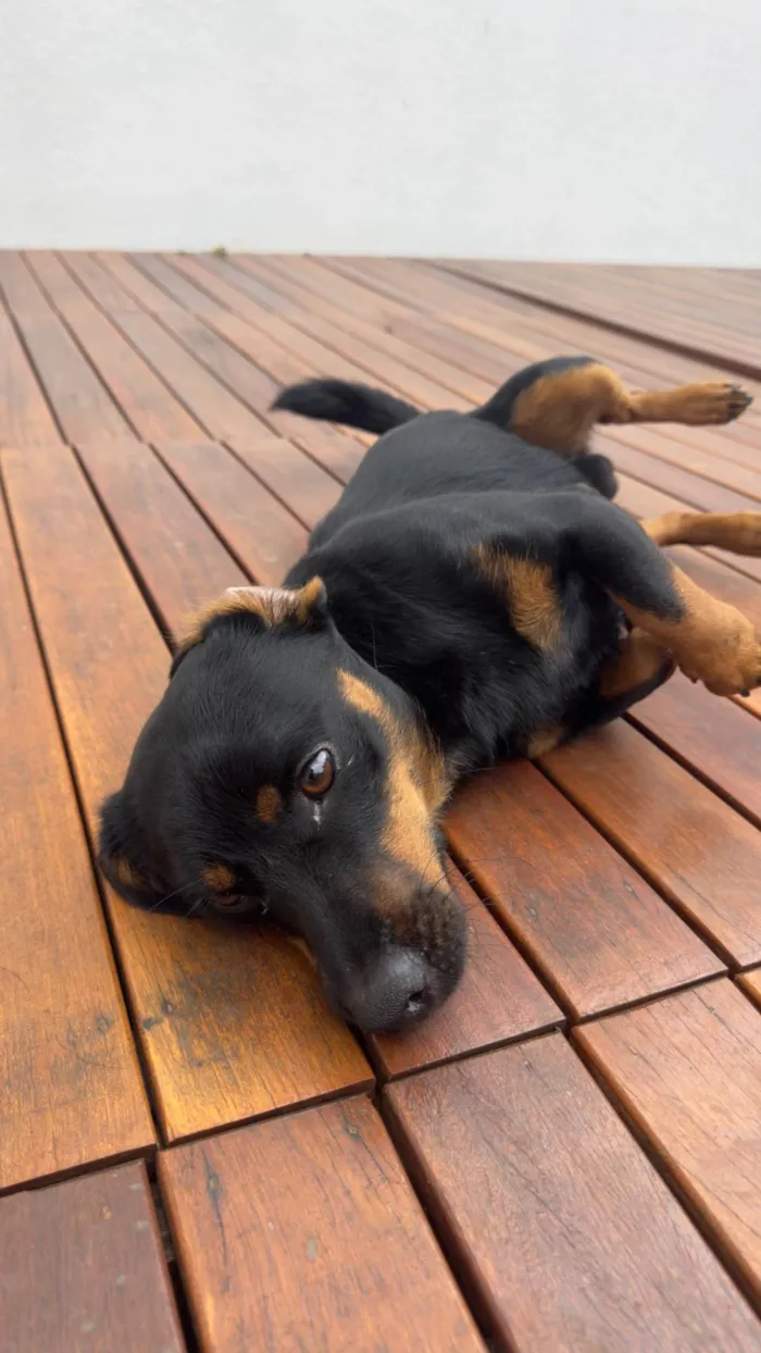 Cachorro ra a SRD-ViraLata idade 1 ano nome Luke