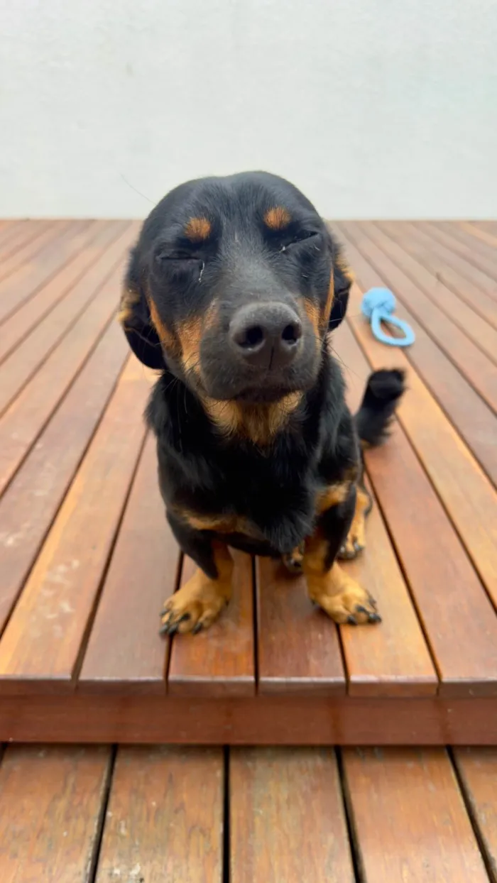 Cachorro ra a SRD-ViraLata idade 1 ano nome Luke