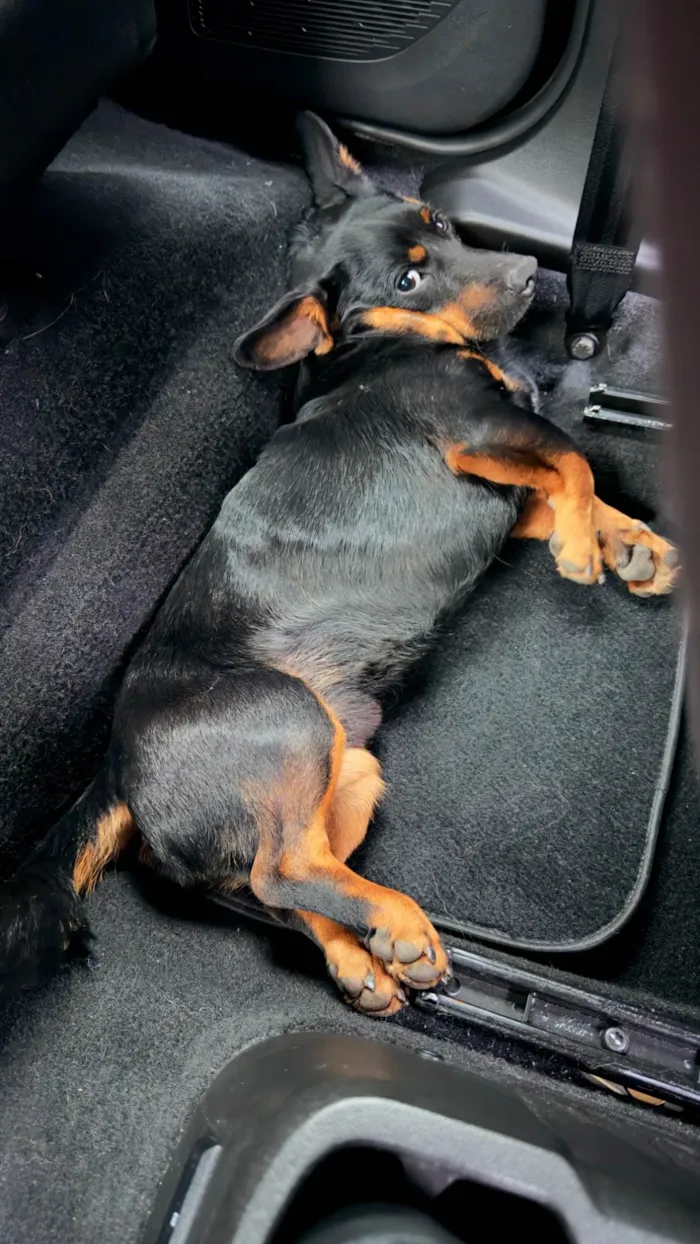 Cachorro ra a SRD-ViraLata idade 1 ano nome Luke