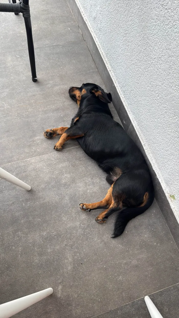 Cachorro ra a SRD-ViraLata idade 1 ano nome Luke