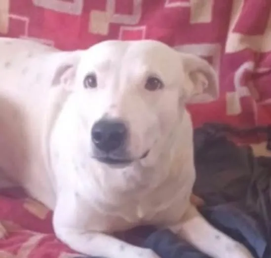 Cachorro ra a SRD-ViraLata idade 2 anos nome Branquinho 