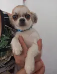 Pingo