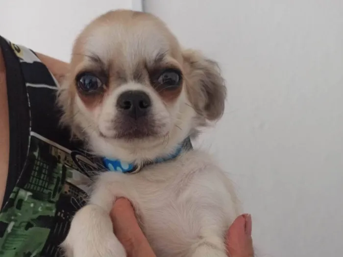Cachorro ra a Chihuahua  idade 2 anos nome Pingo