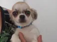 Pingo