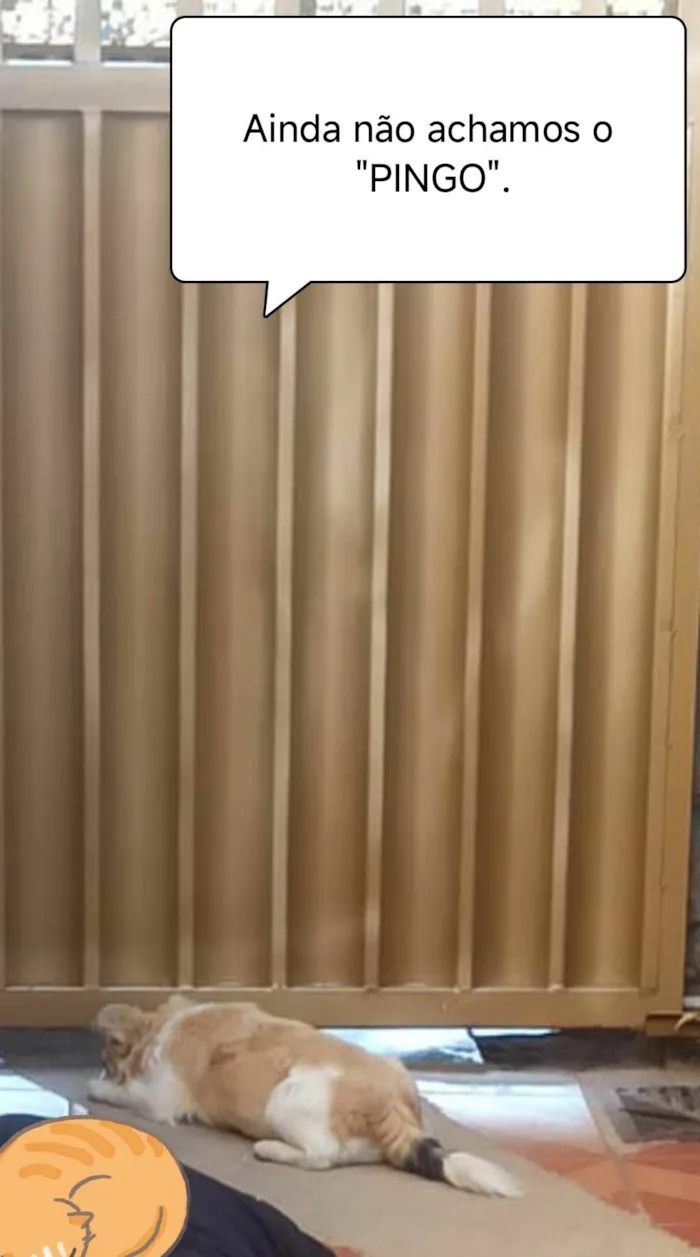 Cachorro ra a Chihuahua  idade 2 anos nome Pingo