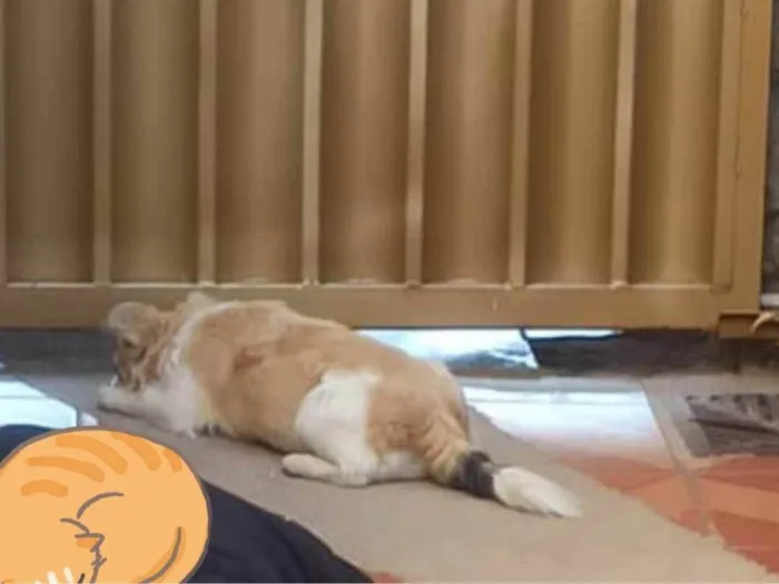 Cachorro ra a Chihuahua  idade 2 anos nome Pingo