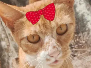 Gato raça SRD-ViraLata idade 7 a 11 meses nome Mila 