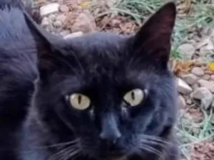 Gato raça SRD-ViraLata idade 7 a 11 meses nome Romeu 