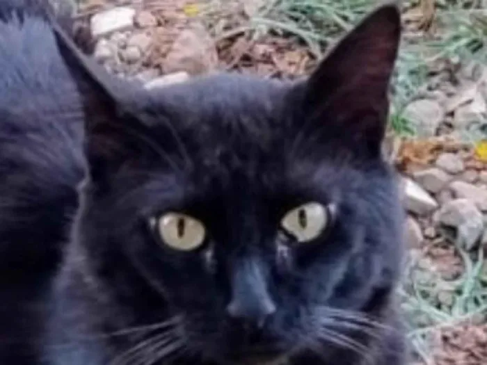 Gato ra a SRD-ViraLata idade 7 a 11 meses nome Romeu 