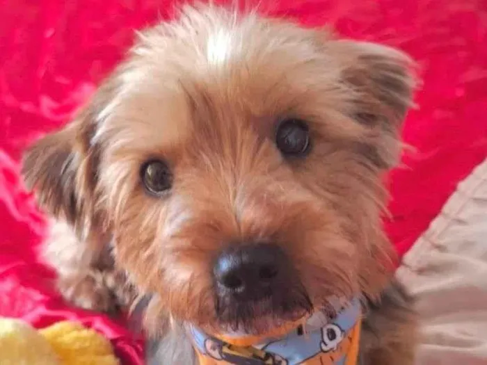 Cachorro ra a Yorkshire idade 2 anos nome Tom 