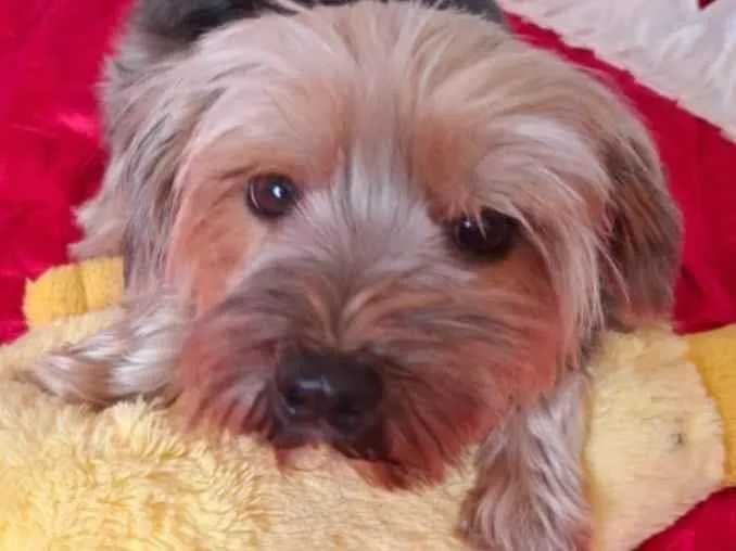 Cachorro ra a Yorkshire idade 1 ano nome Jerry 