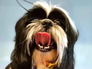 Cachorro raça Shitzu idade 1 ano nome João 