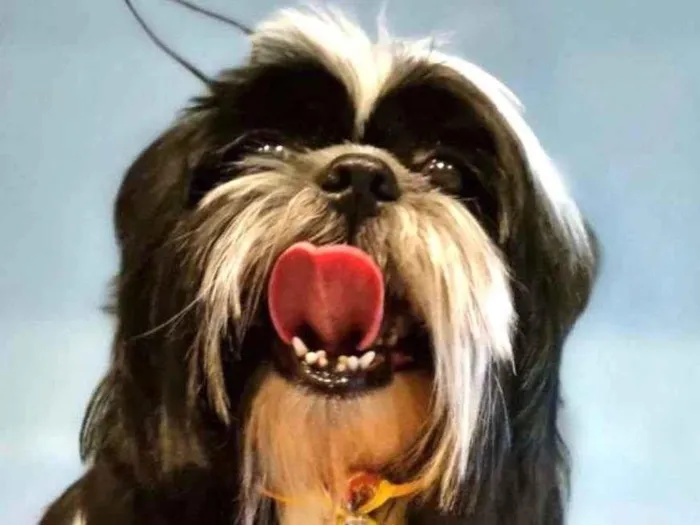 Cachorro ra a Shitzu idade 1 ano nome João 
