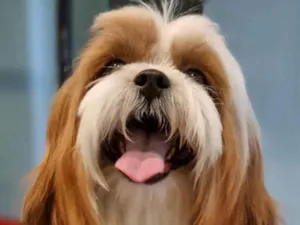 Cachorro raça Shitzu idade 1 ano nome Bartolomeu 