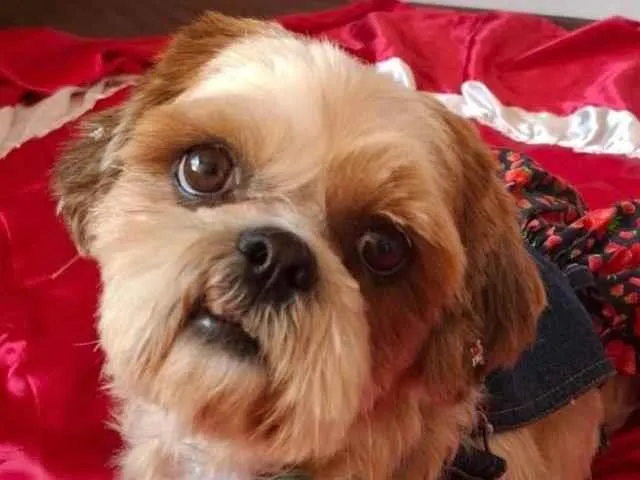 Cachorro ra a Shitzu idade 2 anos nome Maria 