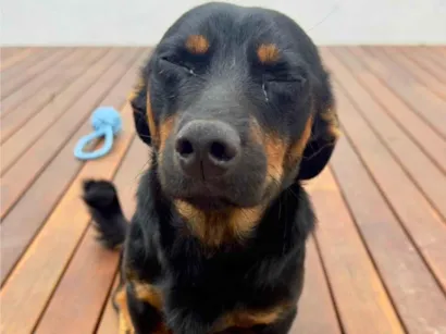 Cachorro raça SRD-ViraLata idade 1 ano nome Luke