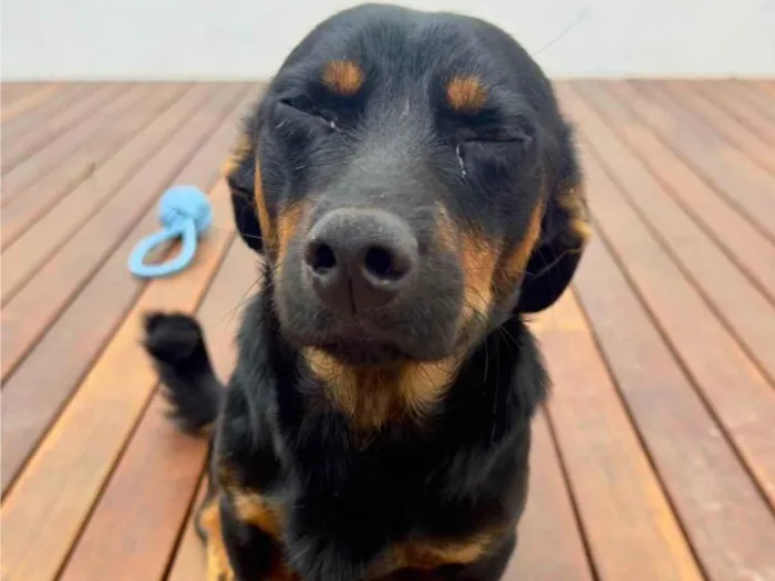 Cachorro ra a SRD-ViraLata idade 1 ano nome Luke