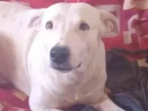 Cachorro raça SRD-ViraLata idade 2 anos nome Branquinho 